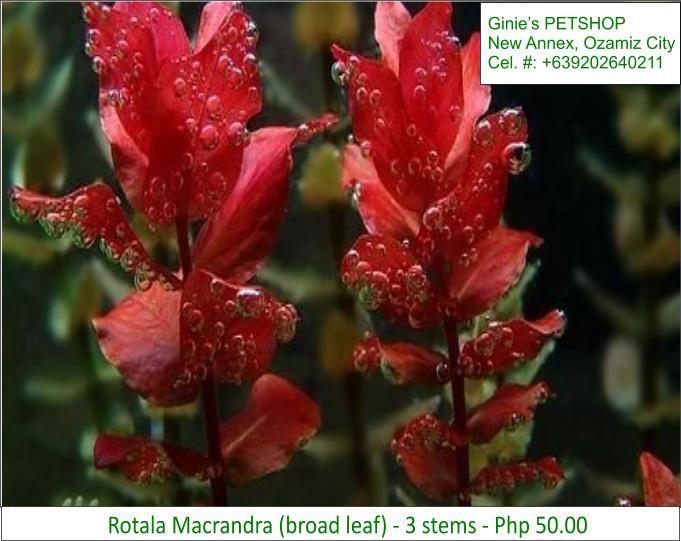 5th picture of AQUATIC PLANTS / AQUARIUM PLANTS For Sale in Cebu, Philippines