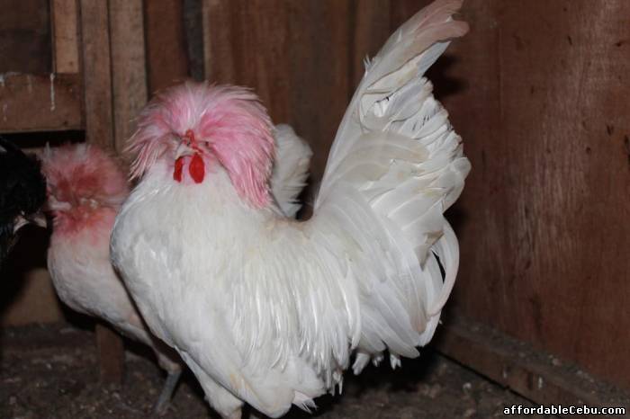 3rd picture of Sebright, cochin, polish bantam for sale!!! For Sale in Cebu, Philippines