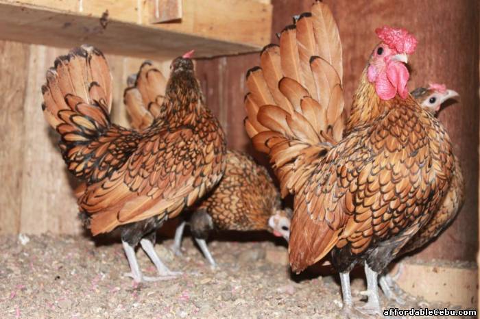 2nd picture of Sebright, cochin, polish bantam for sale!!! For Sale in Cebu, Philippines