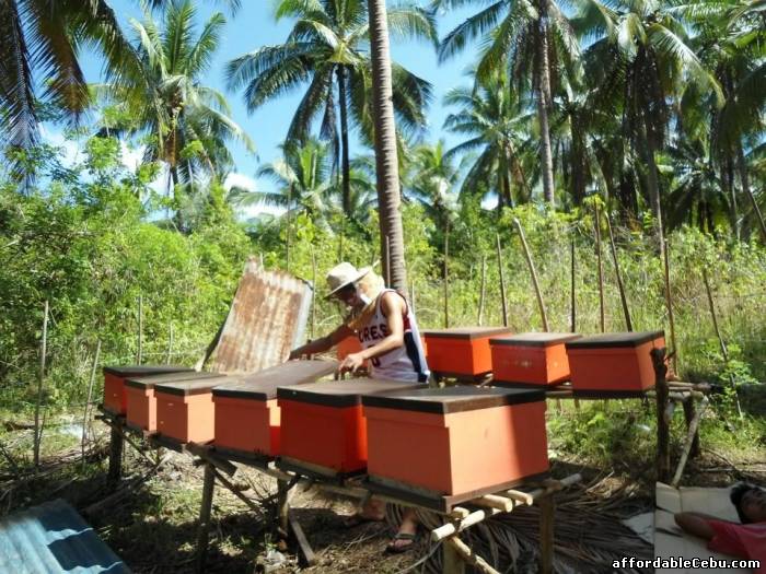 1st picture of Beekeeping Supplies / Cebu For Sale in Cebu, Philippines