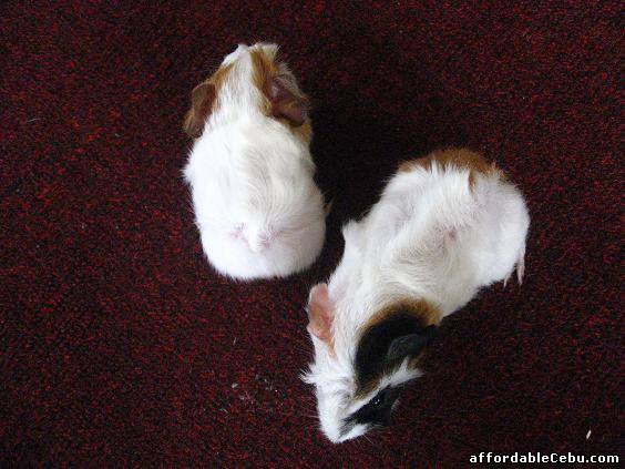 2nd picture of ABYSSINIAN BABY GUINEA PIGS FOR SALE! For Sale in Cebu, Philippines
