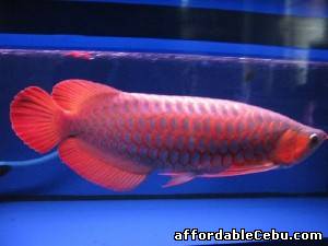 1st picture of Best quality Super Red Arowana fish and many others for sale For Sale in Cebu, Philippines