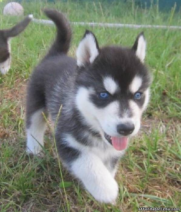 1st picture of Blue eyes Siberian husky Puppies For Sale in Cebu, Philippines