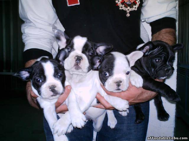 1st picture of Cute frenchie puppies Offer in Cebu, Philippines