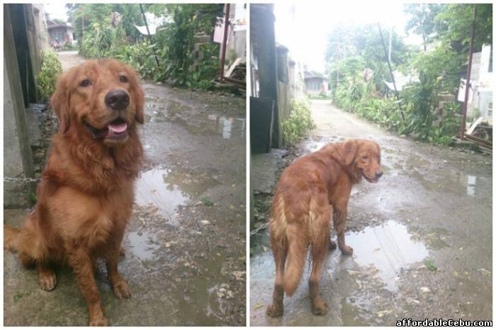 1st picture of SKIPPY the Golden Retriever STUD Service Announcement in Cebu, Philippines