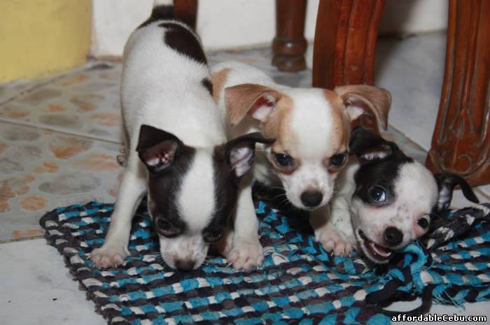 1st picture of Chihuahua Puppies for sale in Cebu City (3 Male Puppies Available) For Sale in Cebu, Philippines