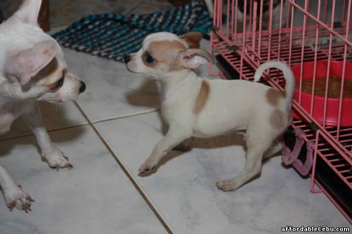 4th picture of Chihuahua Puppies for sale in Cebu City (3 Male Puppies Available) For Sale in Cebu, Philippines