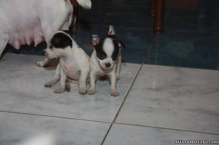 3rd picture of Chihuahua Puppies for sale in Cebu City (3 Male Puppies Available) For Sale in Cebu, Philippines