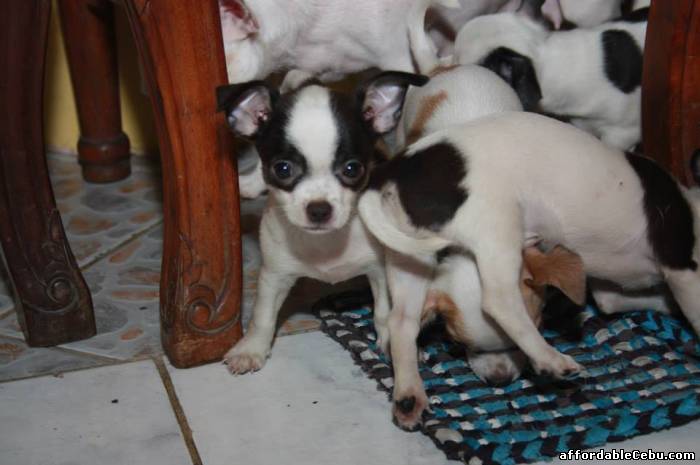 2nd picture of Chihuahua Puppies for sale in Cebu City (3 Male Puppies Available) For Sale in Cebu, Philippines