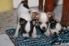 Chihuahua Puppies for sale in Cebu City (3 Male Puppies Available)