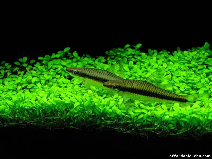 1st picture of aquatic plants for aquascaping cebu For Sale in Cebu, Philippines