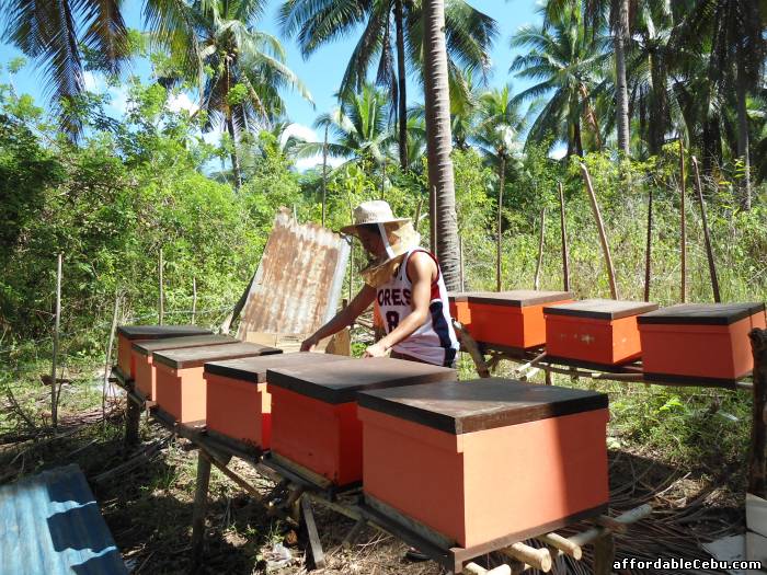 1st picture of Beekeeping Supplies in Cebu For Sale in Cebu, Philippines