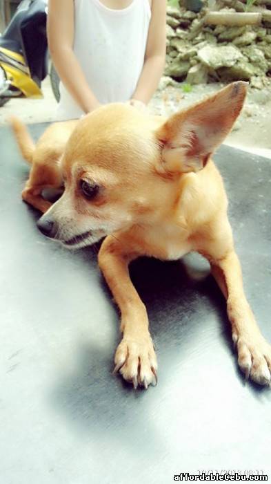 1st picture of Cebu City Chihuahua For Sale For Sale in Cebu, Philippines