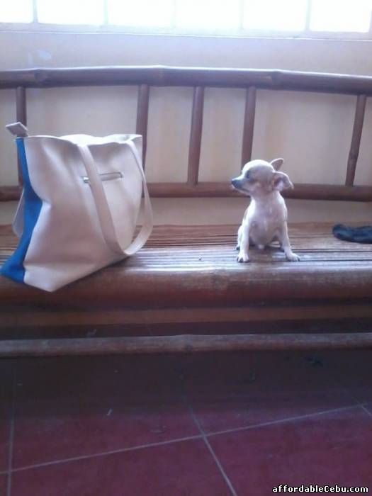 2nd picture of CHIHUAHUA MALE WITH PAPER For Sale in Cebu, Philippines