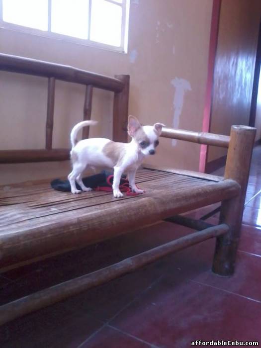 3rd picture of CHIHUAHUA MALE WITH PAPER For Sale in Cebu, Philippines