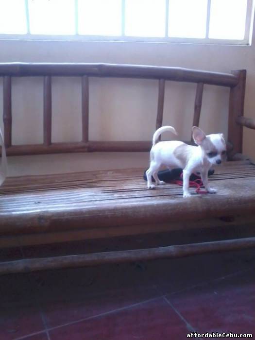 4th picture of CHIHUAHUA MALE WITH PAPER For Sale in Cebu, Philippines