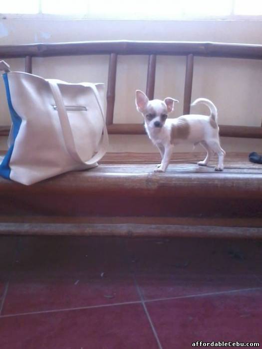 1st picture of CHIHUAHUA MALE WITH PAPER For Sale in Cebu, Philippines