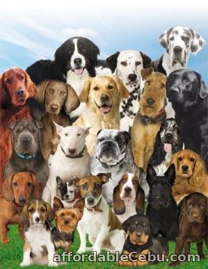 5th picture of Different Types of Dogs and Puppies for Sale For Sale in Cebu, Philippines