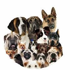 3rd picture of Different Types of Dogs and Puppies for Sale For Sale in Cebu, Philippines