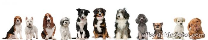 2nd picture of Different Types of Dogs and Puppies for Sale For Sale in Cebu, Philippines