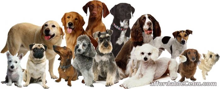 1st picture of Different Types of Dogs and Puppies for Sale For Sale in Cebu, Philippines