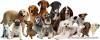 Different Types of Dogs and Puppies for Sale