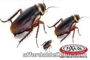 2nd picture of Pest Control Company | Pixa Company Offer in Cebu, Philippines