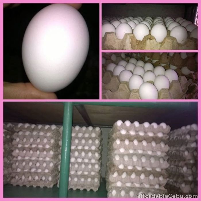 1st picture of Cheap quality fresh white eggs For Sale in Cebu, Philippines