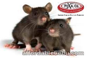 3rd picture of Pest Control Company | Pixa Company Offer in Cebu, Philippines