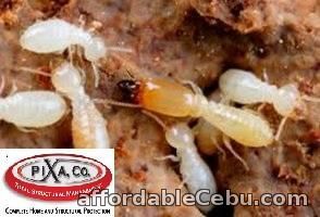 4th picture of Pest Control Company | Pixa Company Offer in Cebu, Philippines