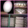 Cheap quality fresh white eggs
