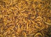 1st picture of Superworms for Sale For Sale in Cebu, Philippines