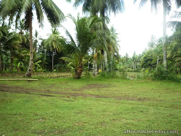 2nd picture of 3.89 hectare FARM LOT at BARILI CEBU at P400 per sqm For Sale in Cebu, Philippines