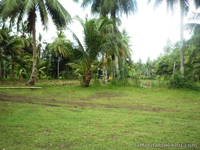 3.89 hectare FARM LOT at BARILI CEBU at P400 per sqm For Sale Cebu City