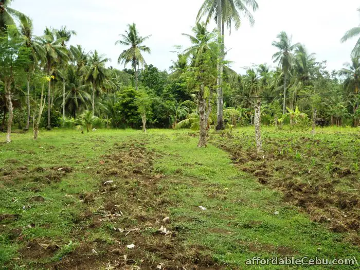 1st picture of 3.89 hectare FARM LOT at BARILI CEBU at P400 per sqm For Sale in Cebu, Philippines
