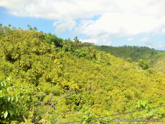 1st picture of 24,083 sqm (2.40 hectares) Lot Aloguinsan Cebu for P500K P20.76 per sqm For Sale in Cebu, Philippines