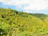 24,083 sqm (2.40 hectares) Lot Aloguinsan Cebu for P500K P20.76 per sqm