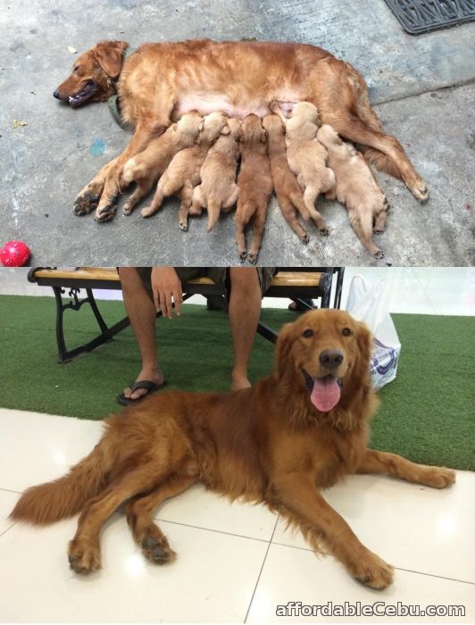 1st picture of Golden Retriever Puppies for Sale For Sale in Cebu, Philippines