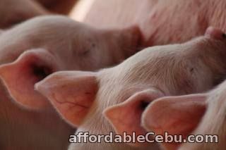 2nd picture of Piglets for Sale Ideal as Fatteners in Compmostela Cebu For Sale in Cebu, Philippines