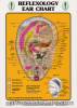 Auricular Therapy (Ear Acupuncture)