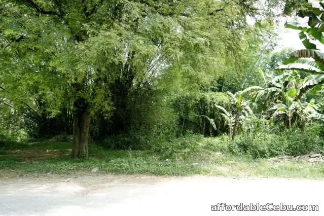 1st picture of 5 Hectares For Development For Sale located at Talamban, Cebu City, Philippines For Sale in Cebu, Philippines