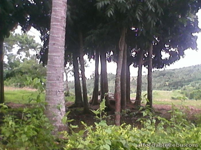 3rd picture of lot for sale For Sale in Cebu, Philippines