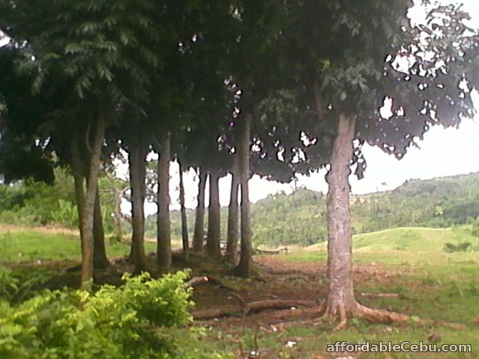 2nd picture of lot for sale For Sale in Cebu, Philippines