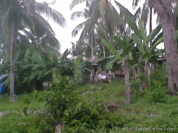 1st picture of 5 hectares lot for sale @55/sqmtr. For Sale in Cebu, Philippines