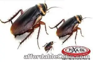 1st picture of Philippines Pest Control Service Provider Offer in Cebu, Philippines