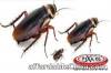 Philippines Pest Control Service Provider