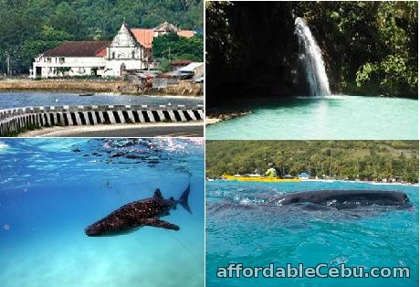1st picture of Cebu Rent a Car & Van - Whaleshark Watching - Oslob, Cebu Road Trip services For Rent in Cebu, Philippines