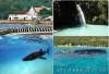 Cebu Rent a Car & Van - Whaleshark Watching - Oslob, Cebu Road Trip services