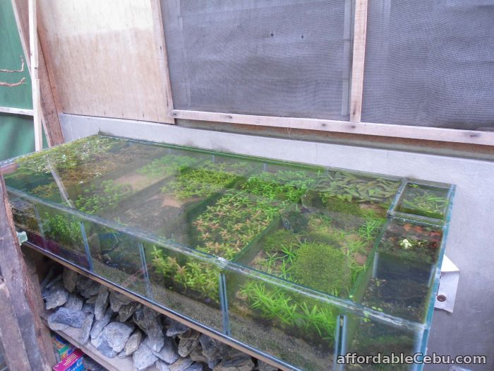 1st picture of Aquatic Plants for Aquascaping For Sale in Cebu, Philippines
