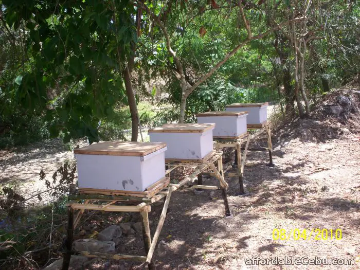 1st picture of Cebu Honeybee Culture & Beekeeping Supplies For Sale in Cebu, Philippines